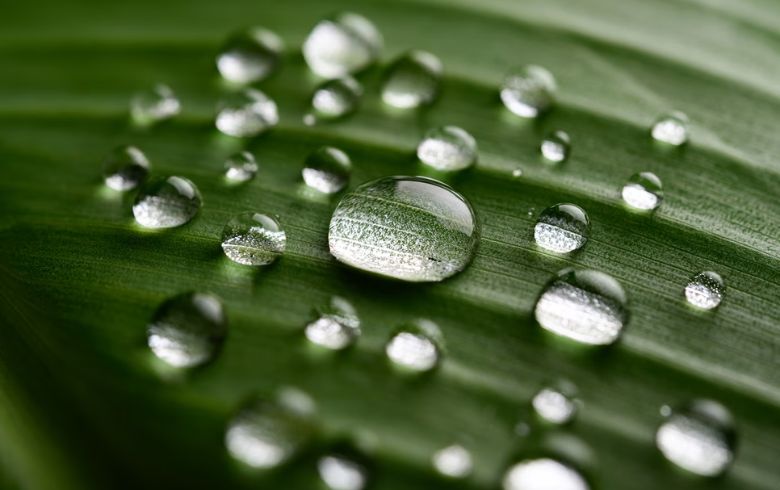 Marijuana idroponica: cos’è e come si coltiva