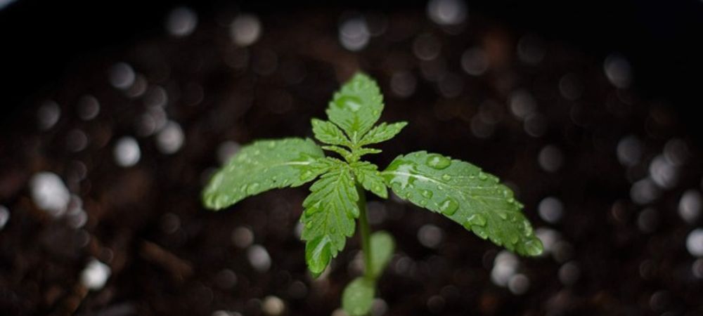 Quando piantare la marijuana all'aperto in Italia nel 2024 Quando piantare la marijuana all'aperto in Italia nel 2024