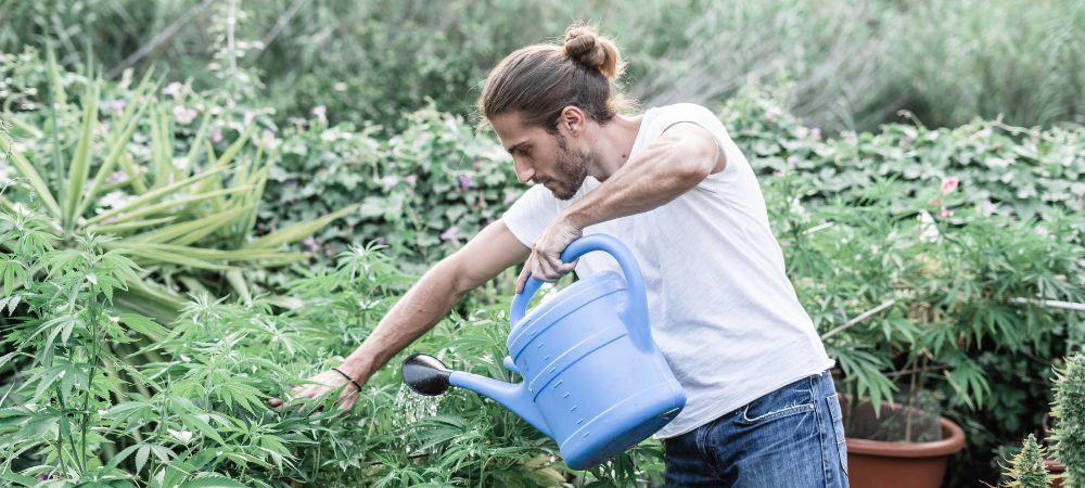 Cure di base per la marijuana Cure di base per la marijuana