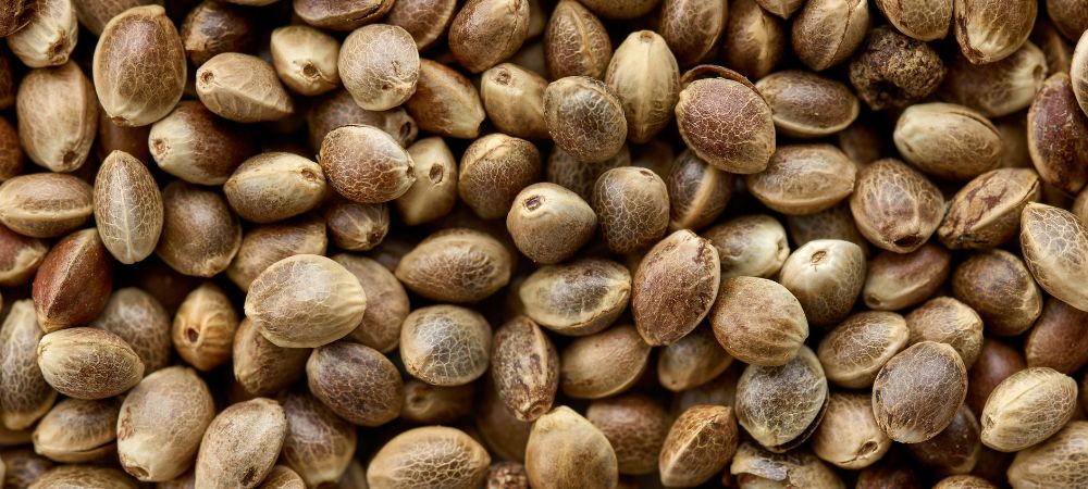 Scegliere il seme ideale Scegliere il seme ideale