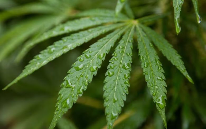 Notizie sulla cannabis