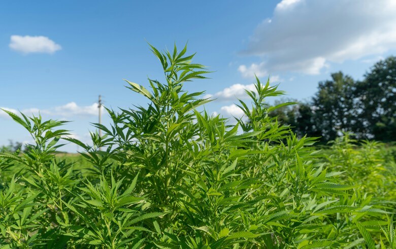 Notizie sulla cannabis