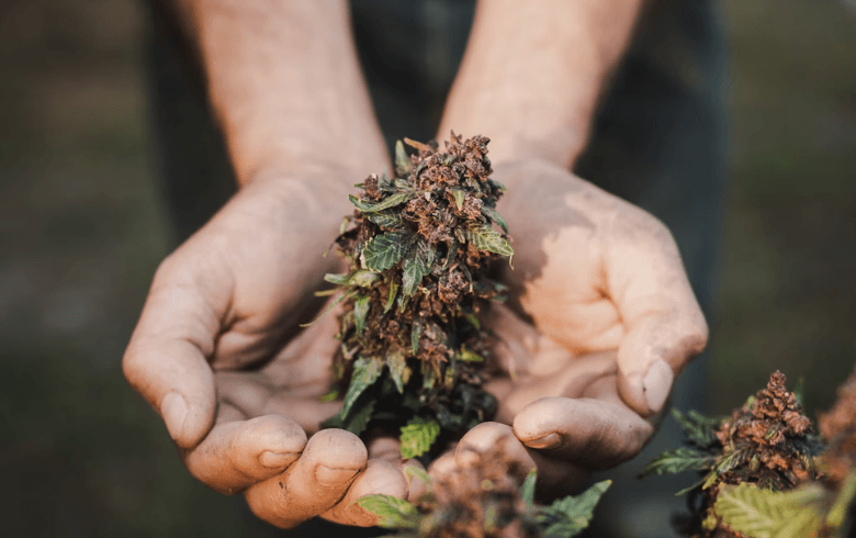 Quando tagliare la marijuana?