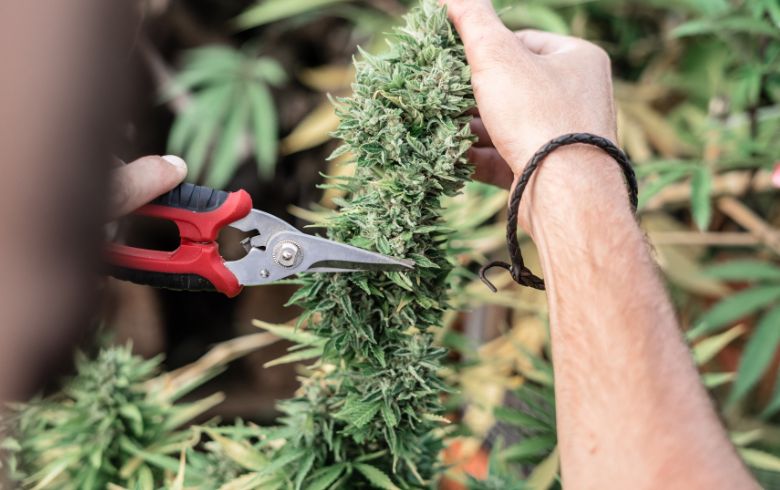 Come e quando potare le tue piante di marijuana