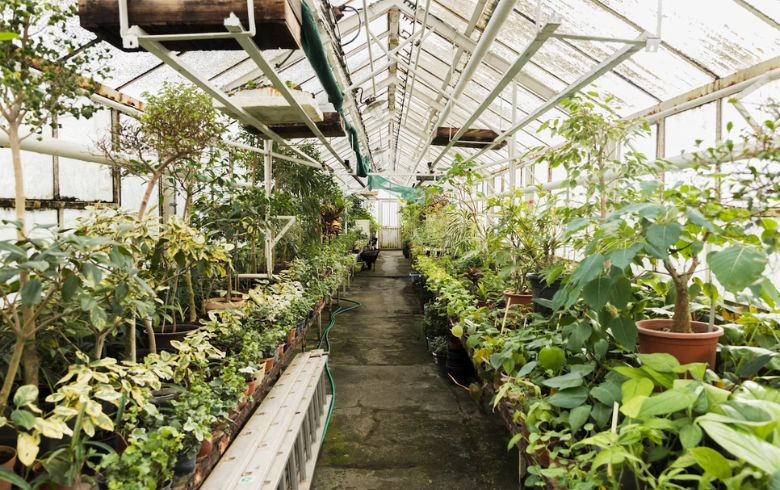 Marijuana idroponica: cos'è e come si coltiva