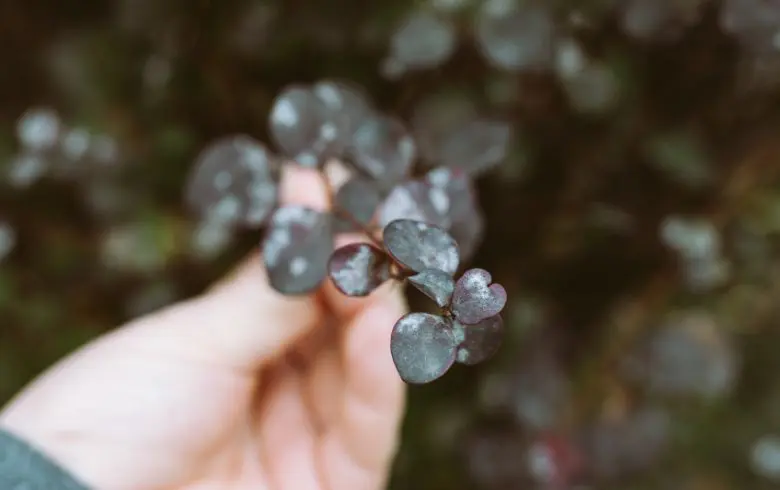 Che cos’è l’oidio nelle piante: cause, sintomi e trattamenti