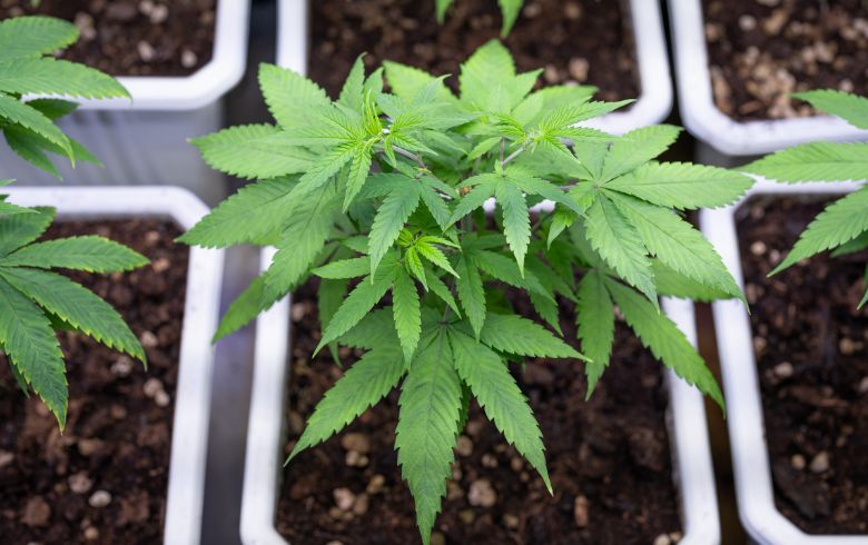 Come coltivare marijuana in vasi: consigli e trucchi
