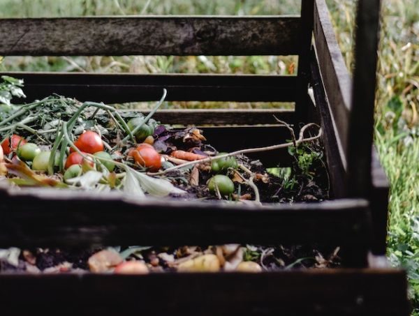 L’importanza dei miceli nella Terra