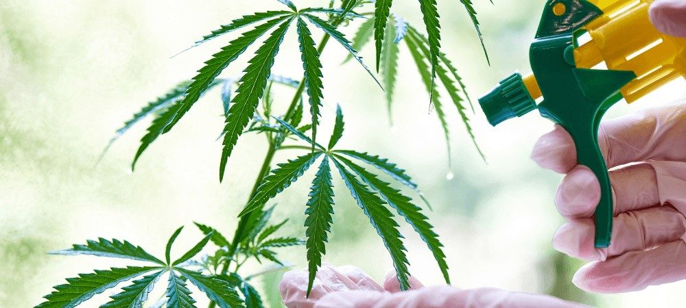 Fertilizzanti sulla marijuana Utilizzare fertilizzanti sulla marijuana