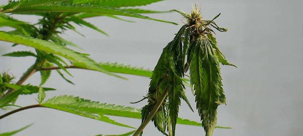pianta che ha bisogno utilizzare fertilizantti sulla marijuana pianta che ha bisogno utilizzare fertilizantti sulla marijuana
