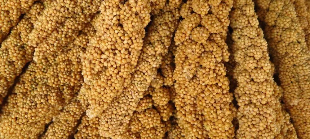 Foxtail: che cos’è ?