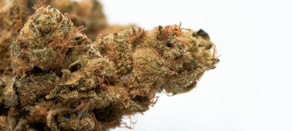 Quando si raccoglie una pianta con foxtail?