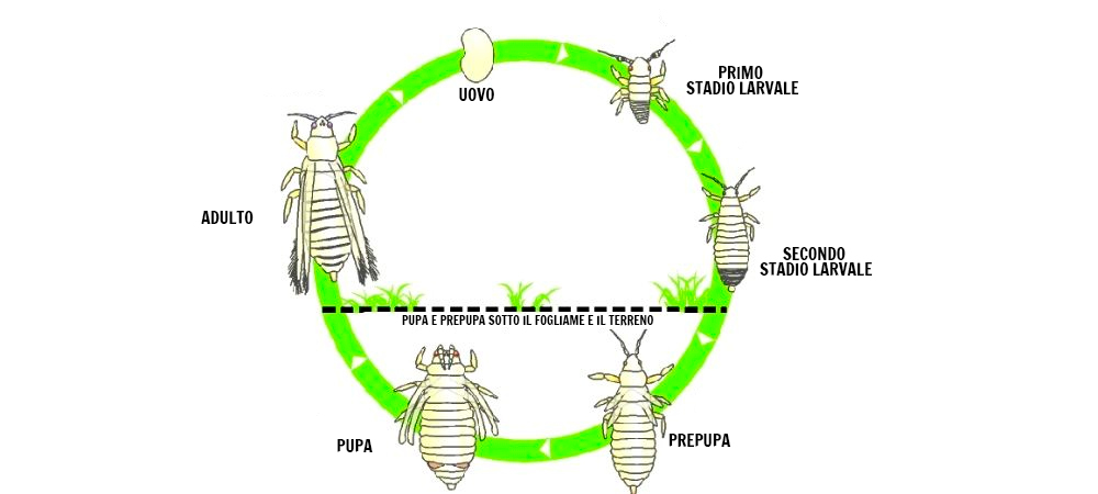Ciclo vitale dei trips