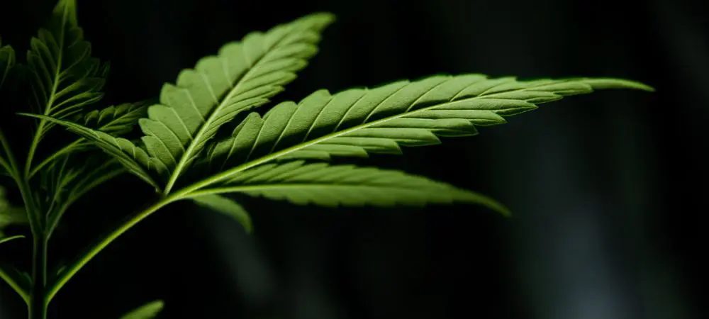 Rischi e effetti secondari del THC 