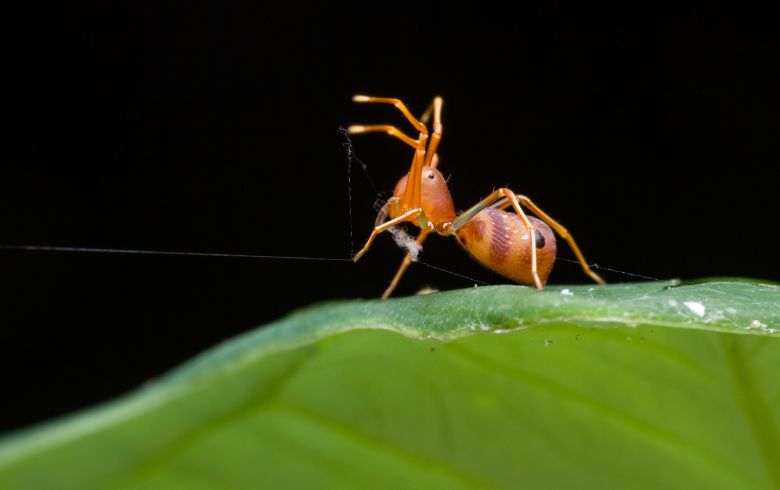 I migliori insetticidi contro il  ragno rosso 