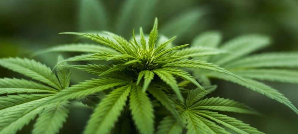 La struttura morfologica