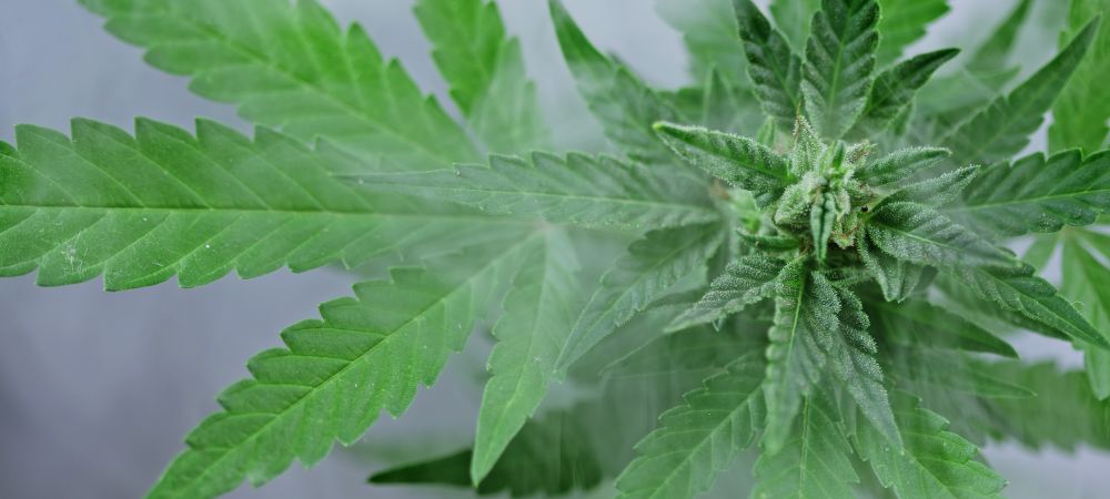 Notizie sulla cannabis