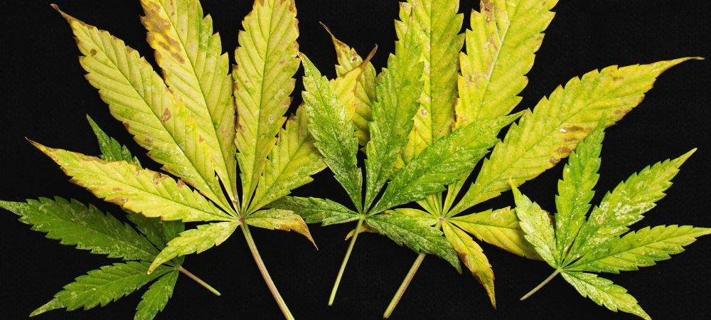 Sintomi della mosca bianca