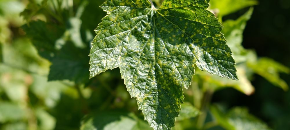 Rimedi per la coltivazione outdoor