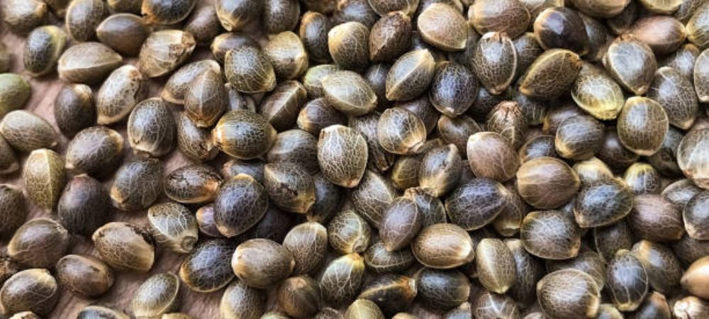 Caratteristiche principali delle due varietà