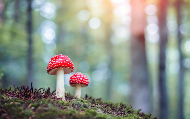 Notizie sulla cannabis