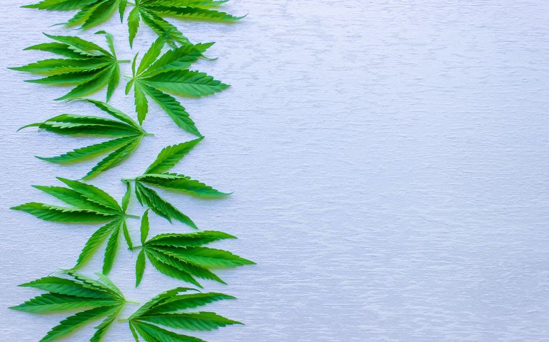 Notizie sulla cannabis