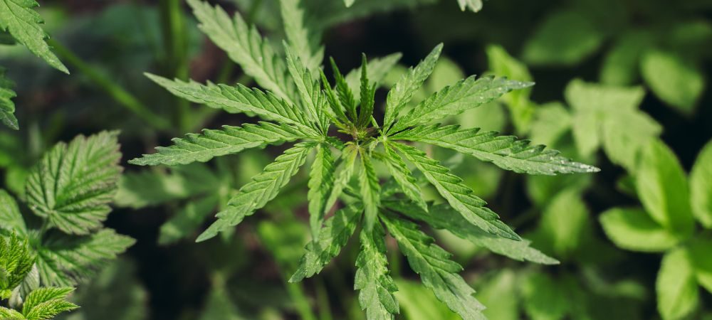 Differenze tra Sativa e Indica