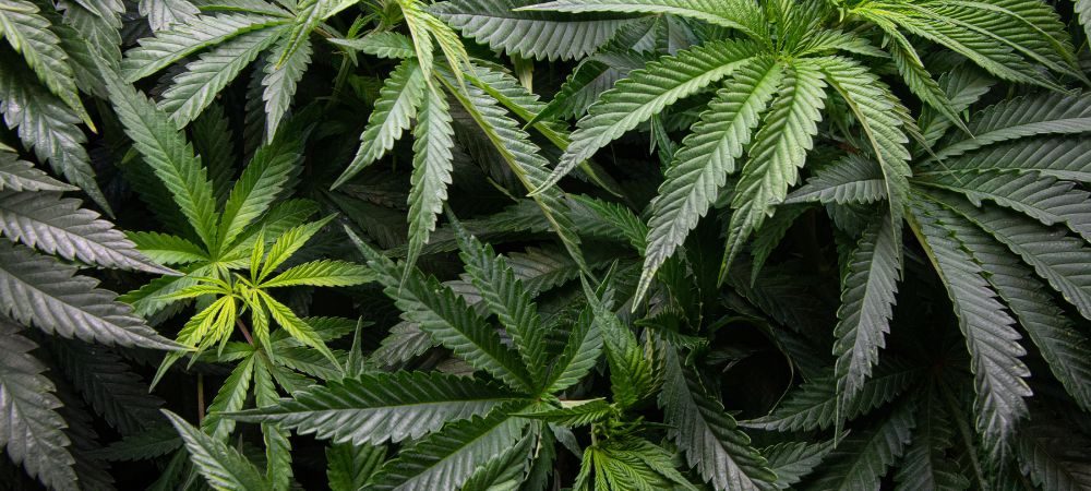 Caratteristiche fisiche: sativa e indica