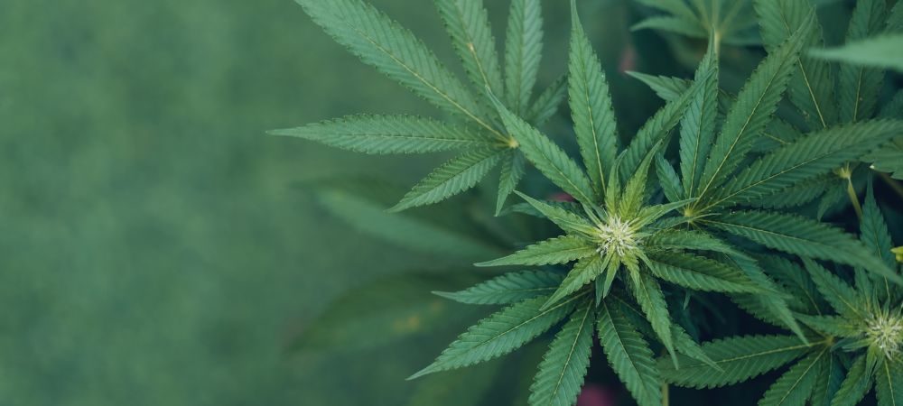 Tempi di fioritura: Indica e Sativa