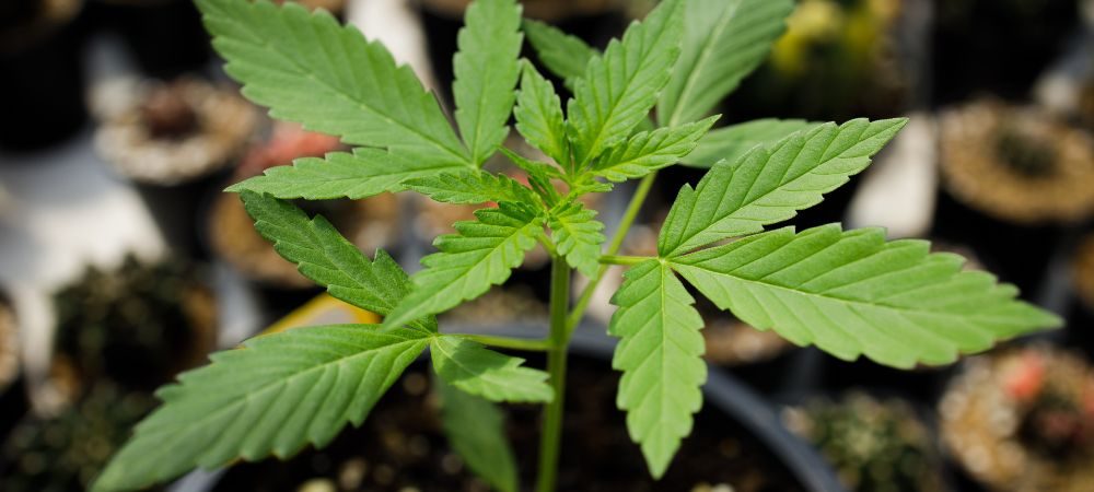 Rimedi durante o dopo la fase di fioritura