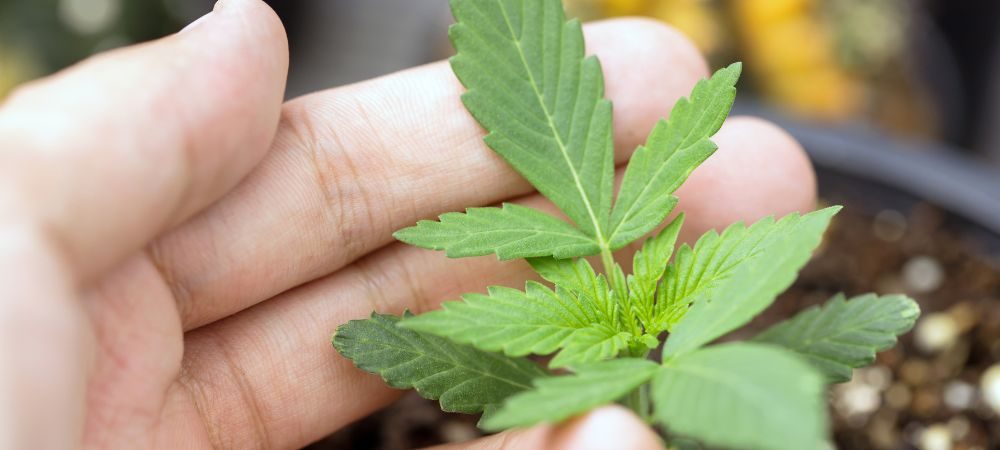 Attenzione al fotoperiodo e alla raccolta