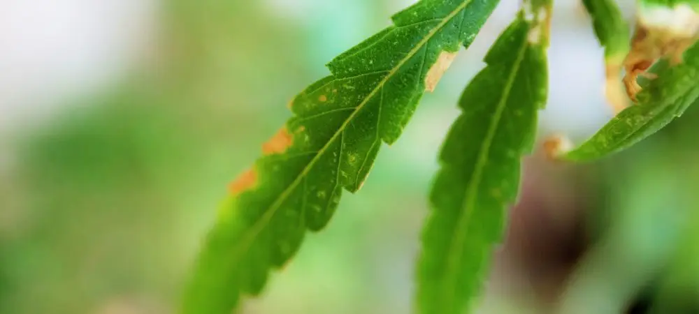Benefici del rame nelle piante di marijuana 