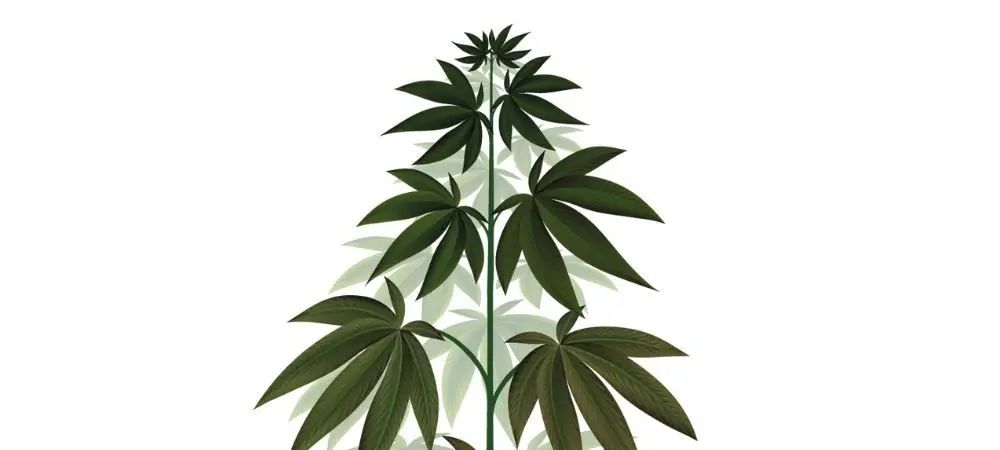 Prevenzione dell’insufficienza di rame nelle piante di marijuana 