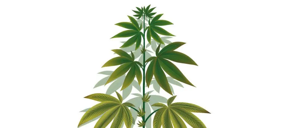 Eccesso di rame nelle piante di marijuana