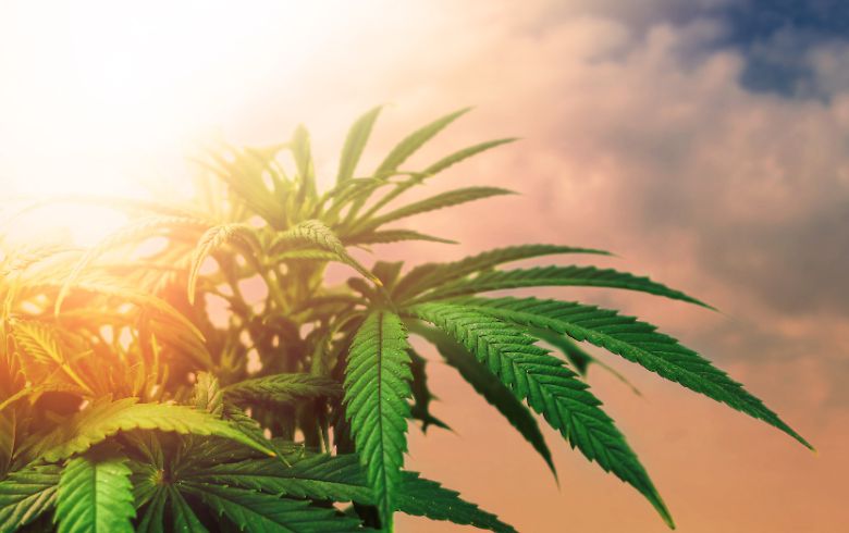 Notizie sulla cannabis