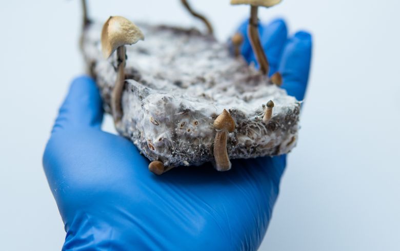 Notizie sulla cannabis