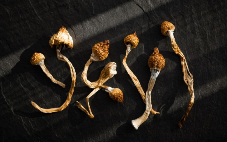 Notizie sulla cannabis