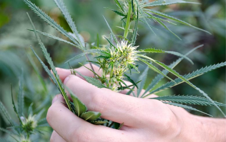 Notizie sulla cannabis