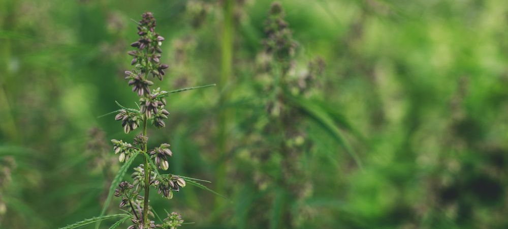 marijuana maschio uso alternativo