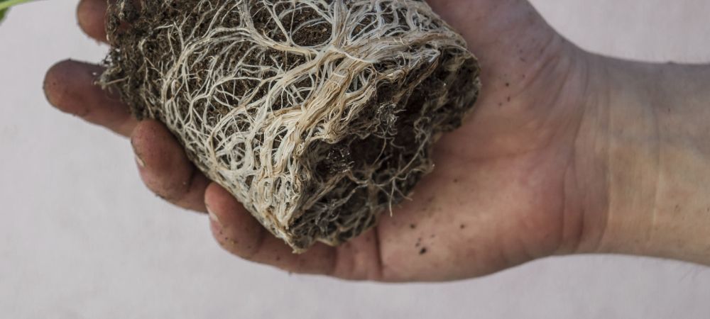 radici maschili di marijuana