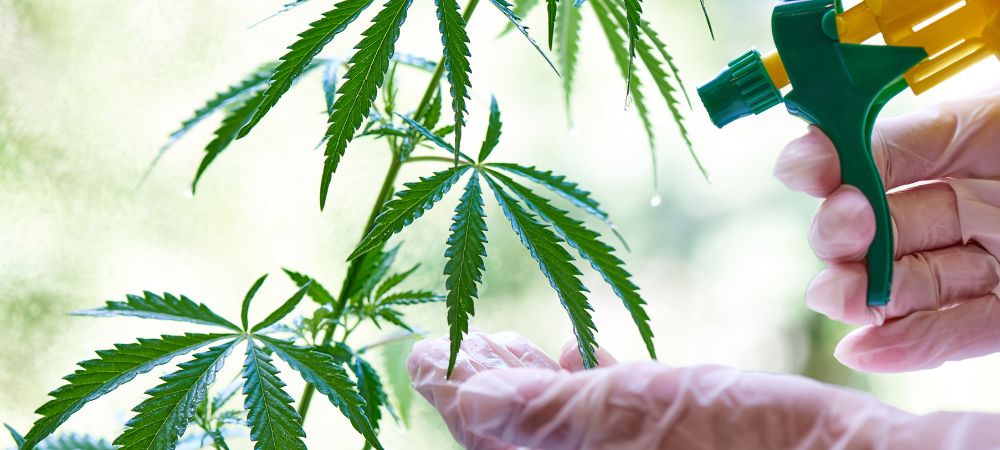 Applicazione degli enzimi 