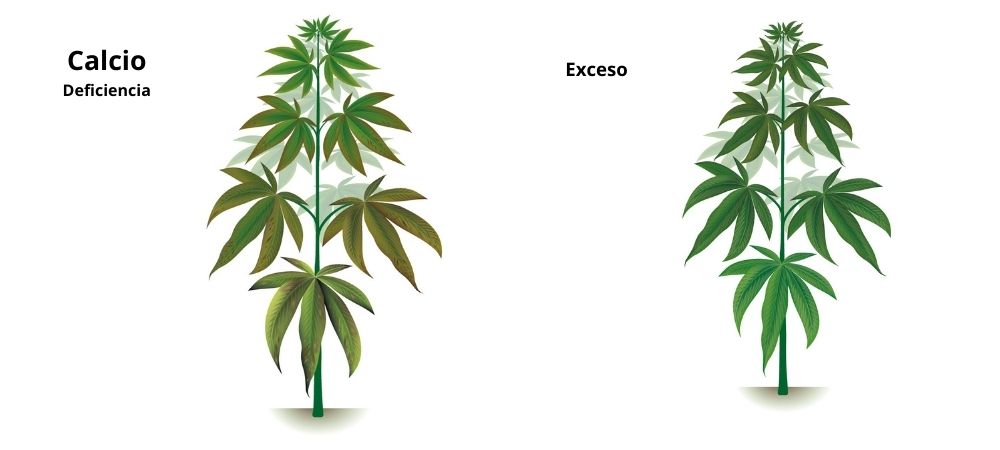 Calcio Carenze ed eccessi Calcio Carenze ed eccessi