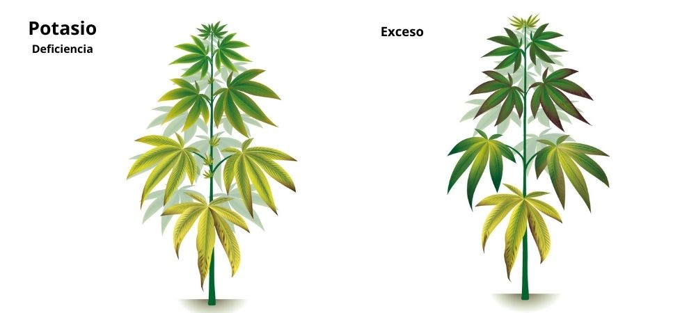 Carenze ed eccessi potassio Carenze ed eccessi potassio