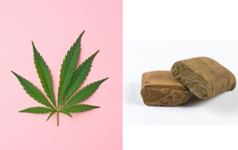 Notizie sulla cannabis