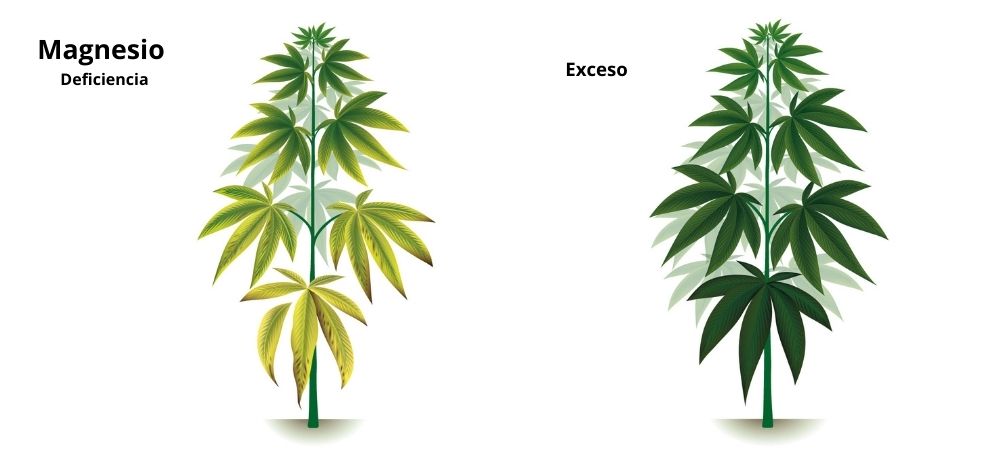 Magnesio Carenze ed eccessi Magnesio Carenze ed eccessi