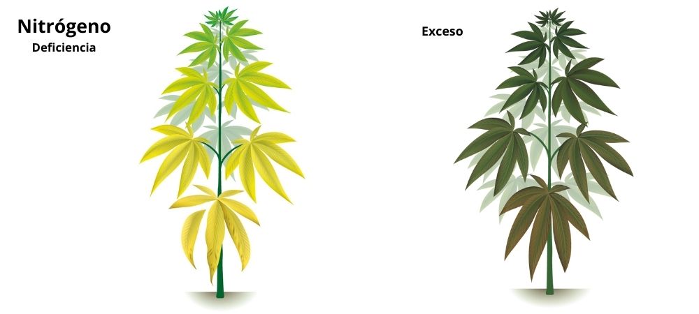 Nitrógeno Carenze ed eccessi Nitrógeno Carenze ed eccessi