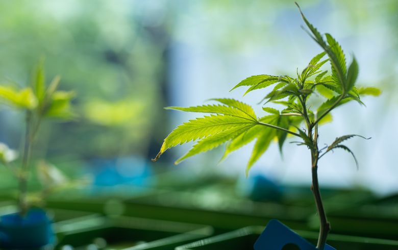 Notizie sulla cannabis