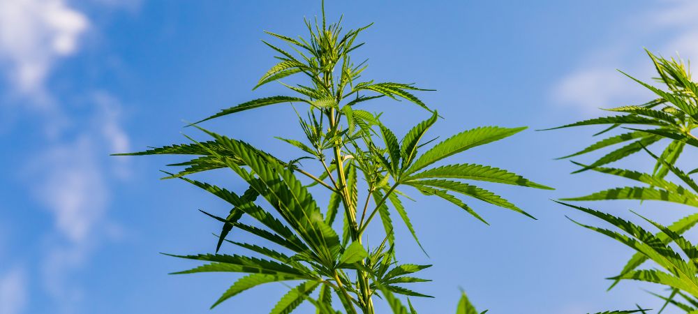 Miglior terra per la marijuana