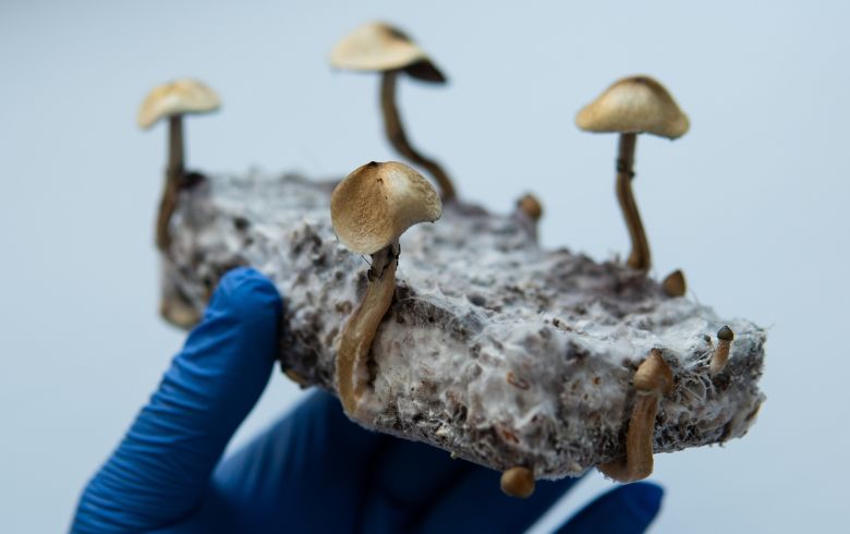 Pane di funghi contaminato: Come identificarlo?