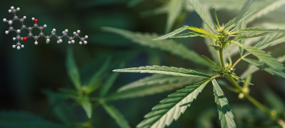 Tetrahidrocannabiforol